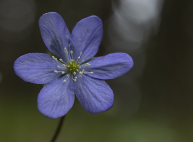 One Blue Anemone