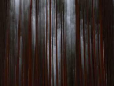 Dark forest