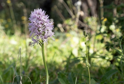 The naked man orchid