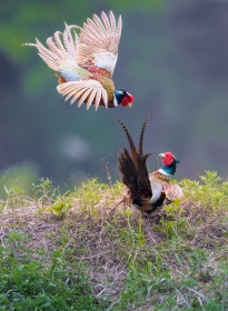 contend for hegemony