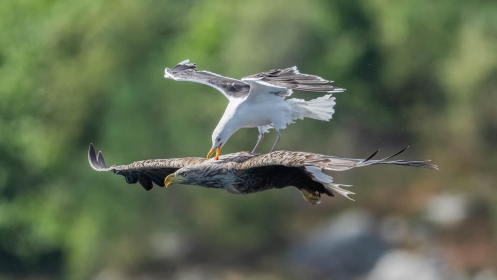 Eagle Surfing