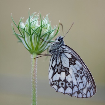 Schachbrettfalter