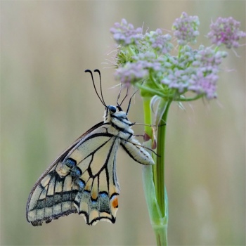 Schmetterling