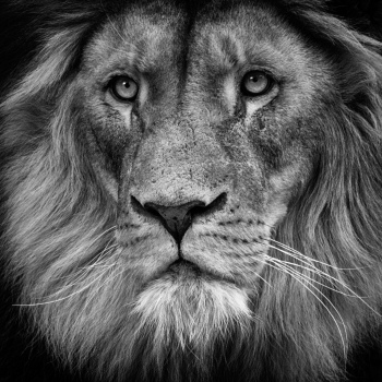 The Boss