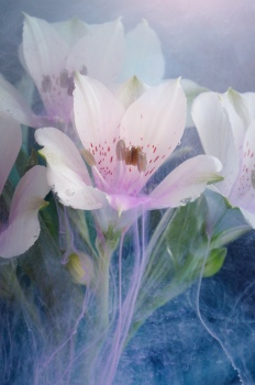 Alstromeria