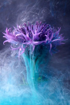 Centaurea scabiosa