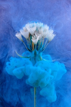 Dancing dandelion fluff