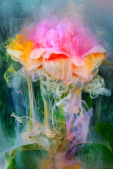Peonies in the Mist