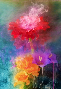 Picturesque gerbera
