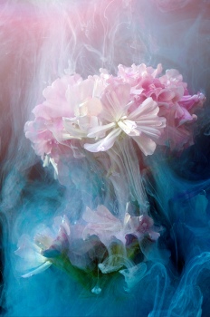 Saponaria