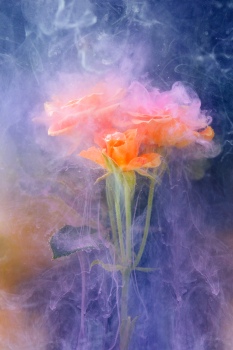 Three orange roses