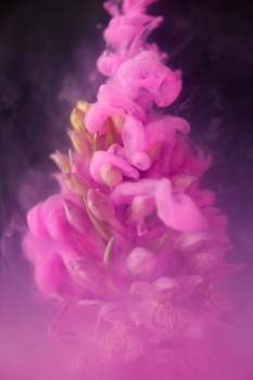 Wild Orchid in Smoke