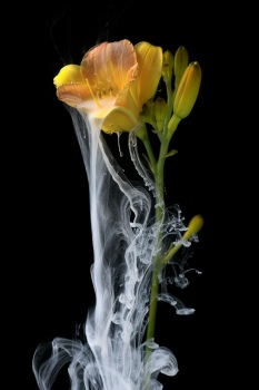Yellow Daylily on Black