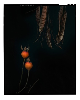 Rosehips and Seed Pods from the series Bountiful Harvest