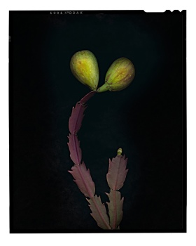 Succulent With Figs from the series Bountiful Harvest