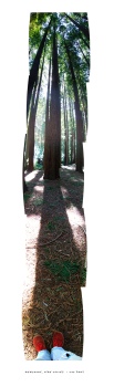 Redwoods, from the series Adventures of the Red Shoe Tourist