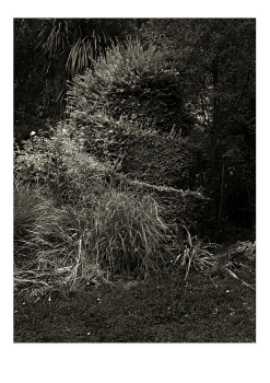 Topiary Suspended