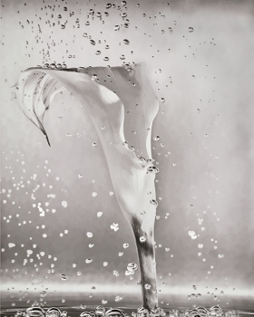 Calla