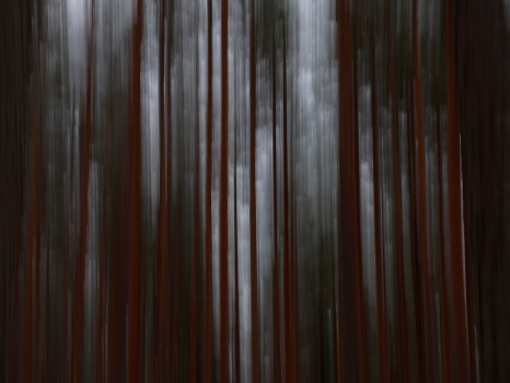 Dark forest