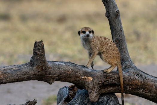 Curious meerkat