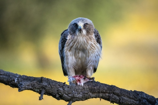 Lesser Eagle