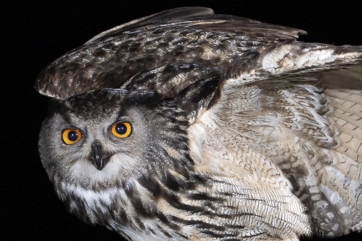 Portrait of an Owl