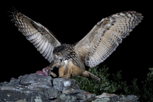 The Owl\'s dinner