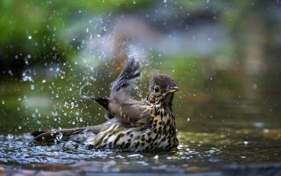 Thrush in the bathroom