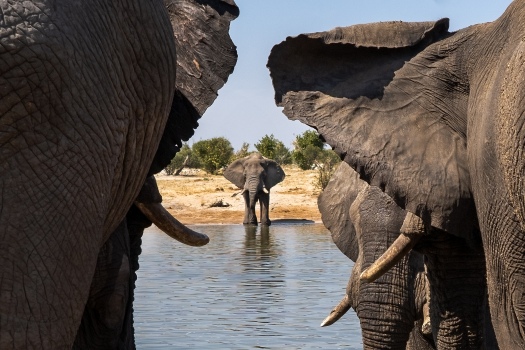 Watering Elephants