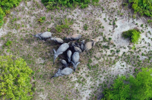 ELEPHANTS FAMILY