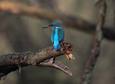 Eisvogel