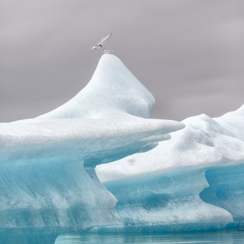 Atlantic tern 4