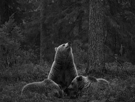 Bear with cubs 2