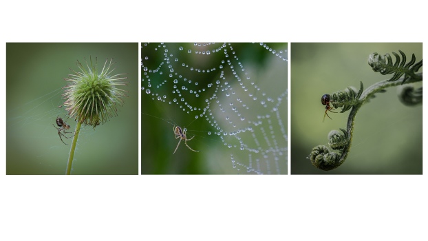 Spider