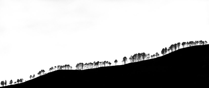 Trees on the edge