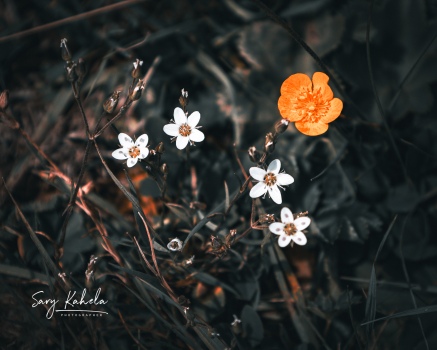 Flowers