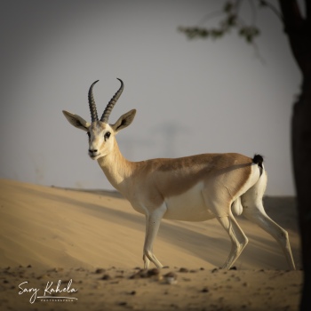 iscover the beauty of the #ArabianGazelle