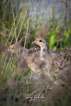 Grey Francolin