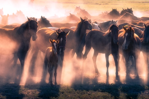 Turkish horses in golden light