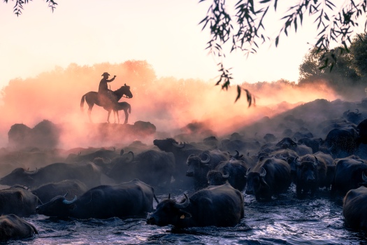 Guardian of the Herd