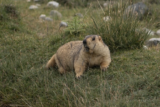 Marmot