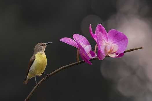 Sunbird