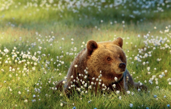 Nice to be a bear