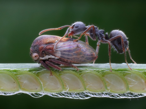 ANT