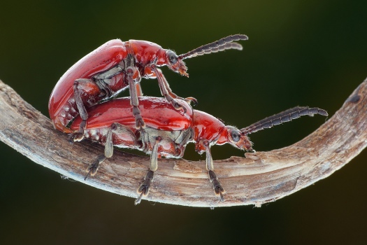 COUPLE