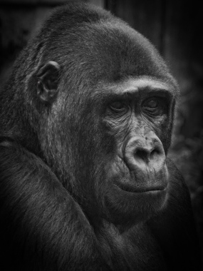 gorilla