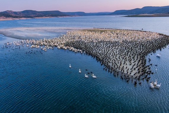 pelicans island