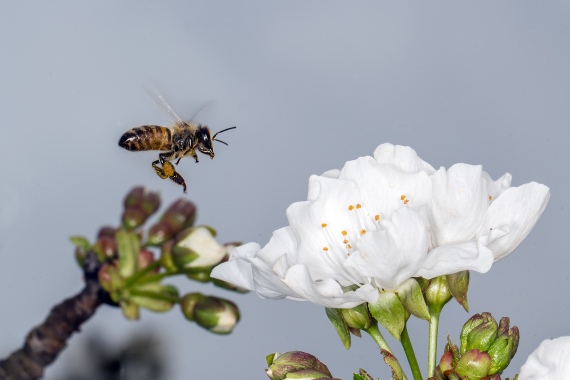 Bumble-bee
