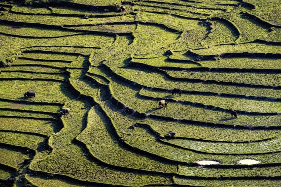 Rice field lines