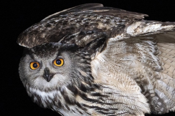 Portrait of an Owl